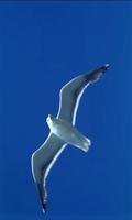 Gull on wing imagem de tela 1