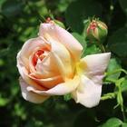 Delightful rose ikona