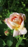 Delightful rose الملصق