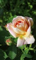 Delightful rose 截图 2