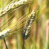 Ear of wheat 图标