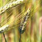 Ear of wheat Zeichen
