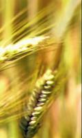 Ear of wheat الملصق