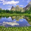 Flowers near water APK