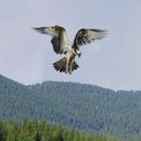 Falconry-APK