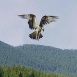 ikon Falconry