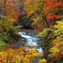 Forest brook among paints APK