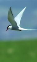 Flight of gull Affiche