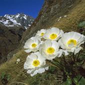 Flower in the mountains Zeichen