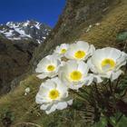 Flower in the mountains आइकन