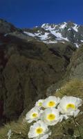Flower in the mountains 海報