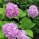 Hydrangea in green APK