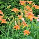 Lily blossom aplikacja