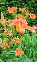 Lily blossom पोस्टर