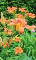 Lily blossom स्क्रीनशॉट 1