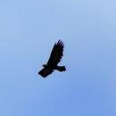 Mountain eagle on wing APK