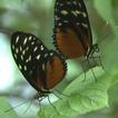 Mating dance