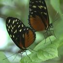 Mating dance APK