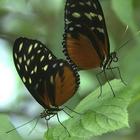 Icona Mating dance