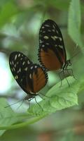 2 Schermata Mating dance