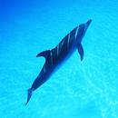 Merry cute dolphin APK