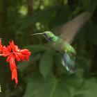 Шустрая птичка колибри иконка