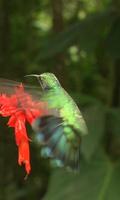 Nimble bird hummingbird bài đăng