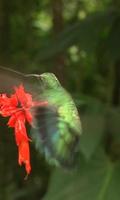 Nimble bird hummingbird ảnh chụp màn hình 1