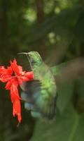 Nimble bird hummingbird ảnh chụp màn hình 2