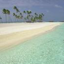 APK Southern sea and palm trees
