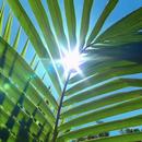APK The sun through the leaves