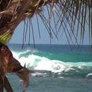 Surf in the shade of palm APK