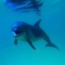 Playful dolphin APK
