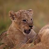 Playful lion cubs أيقونة