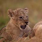 Playful lion cubs 아이콘