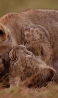 Playful lion cubs Affiche