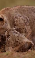 Playful lion cubs Ekran Görüntüsü 1