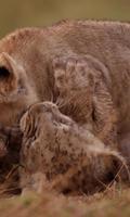 Playful lion cubs Ekran Görüntüsü 2