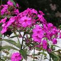 Red phlox after heat