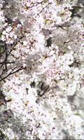 Riotous color of sakura 포스터