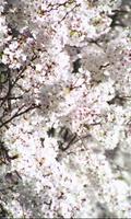 Riotous color of sakura 截图 1