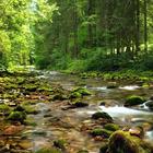 Wonderful forest river icône