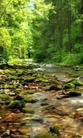 Wonderful forest river পোস্টার