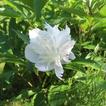 White peony in the green