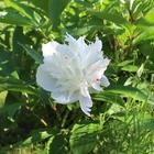 White peony in the green icon