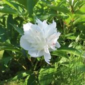 Icona White peony in the green