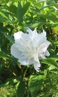 White peony in the green poster