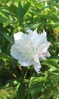 White peony in the green Screenshot 1