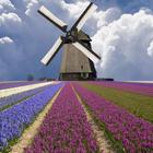 Windmill among flowers icon