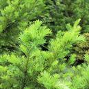 APK Tender twig yew